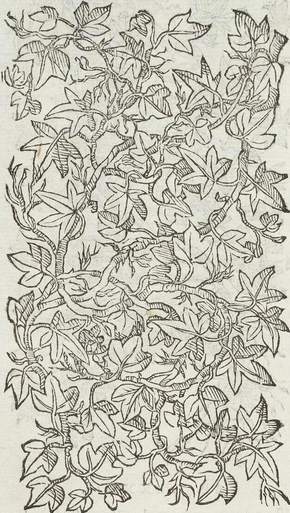 An illustration from Petri Andreae Matthioli Medici Senensis Commentarii, In Libros Sex Pedacii Dioscoridis Anazarbei, De Medica Materia: Adiectis quàm plurimis plantarum & animalium imaginibus, eodem authore, 1554, leaf 354