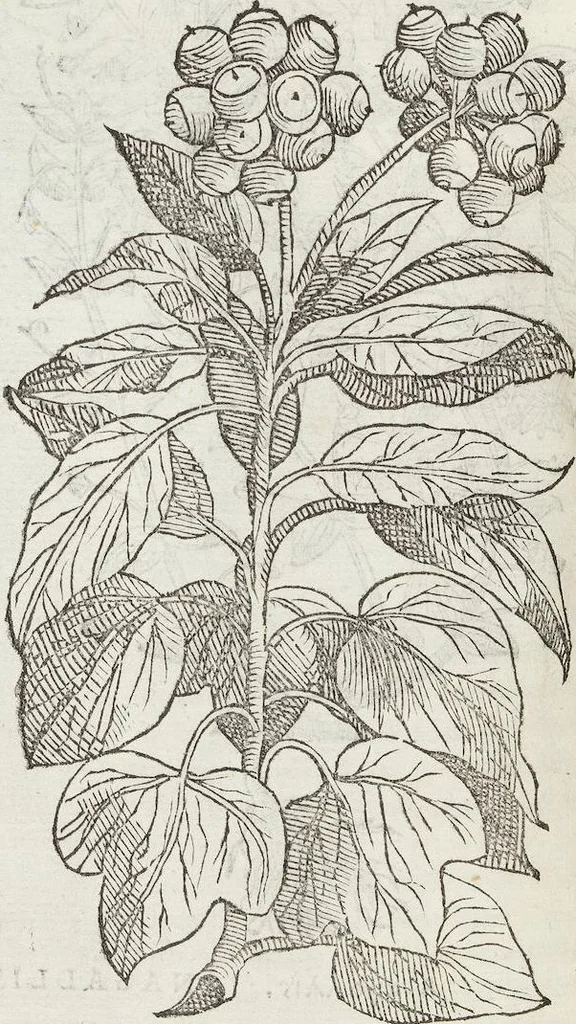 An illustration from Petri Andreae Matthioli Medici Senensis Commentarii, In Libros Sex Pedacii Dioscoridis Anazarbei, De Medica Materia: Adiectis quàm plurimis plantarum & animalium imaginibus, eodem authore, 1554, leaf 354