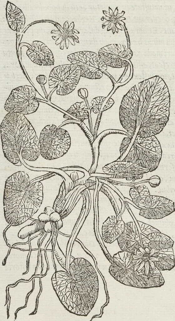 An illustration from Petri Andreae Matthioli Medici Senensis Commentarii, In Libros Sex Pedacii Dioscoridis Anazarbei, De Medica Materia: Adiectis quàm plurimis plantarum & animalium imaginibus, eodem authore, 1554, leaf 356
