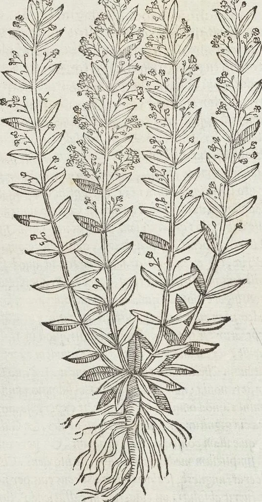 An illustration from Petri Andreae Matthioli Medici Senensis Commentarii, In Libros Sex Pedacii Dioscoridis Anazarbei, De Medica Materia: Adiectis quàm plurimis plantarum & animalium imaginibus, eodem authore, 1554, leaf 358