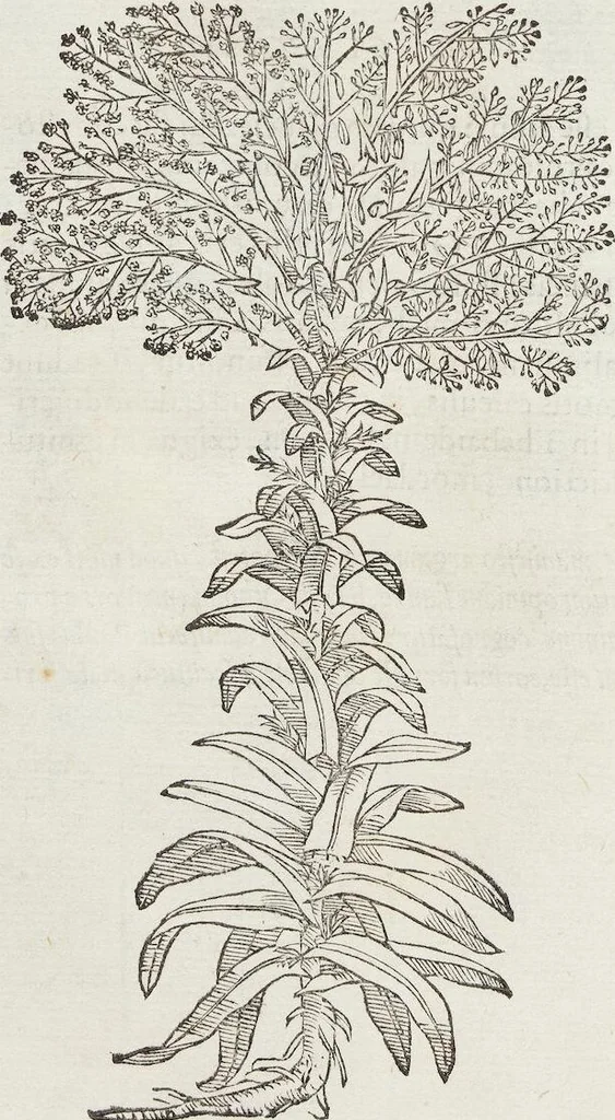 An illustration from Petri Andreae Matthioli Medici Senensis Commentarii, In Libros Sex Pedacii Dioscoridis Anazarbei, De Medica Materia: Adiectis quàm plurimis plantarum & animalium imaginibus, eodem authore, 1554, leaf 358