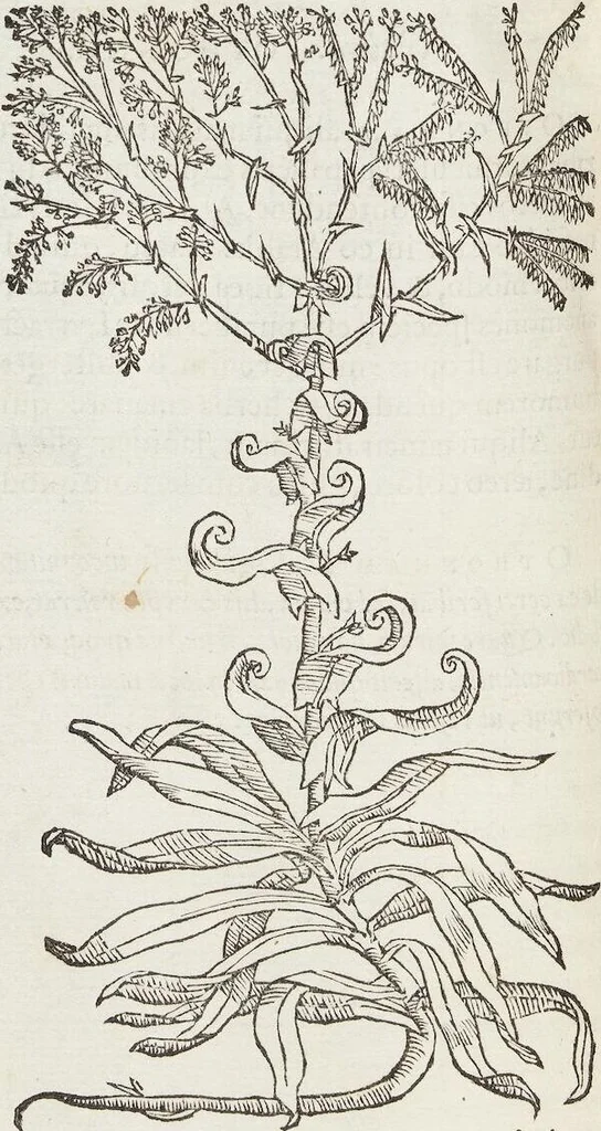 An illustration from Petri Andreae Matthioli Medici Senensis Commentarii, In Libros Sex Pedacii Dioscoridis Anazarbei, De Medica Materia: Adiectis quàm plurimis plantarum & animalium imaginibus, eodem authore, 1554, leaf 358