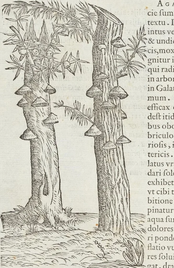 An illustration from Petri Andreae Matthioli Medici Senensis Commentarii, In Libros Sex Pedacii Dioscoridis Anazarbei, De Medica Materia: Adiectis quàm plurimis plantarum & animalium imaginibus, eodem authore, 1554, leaf 360