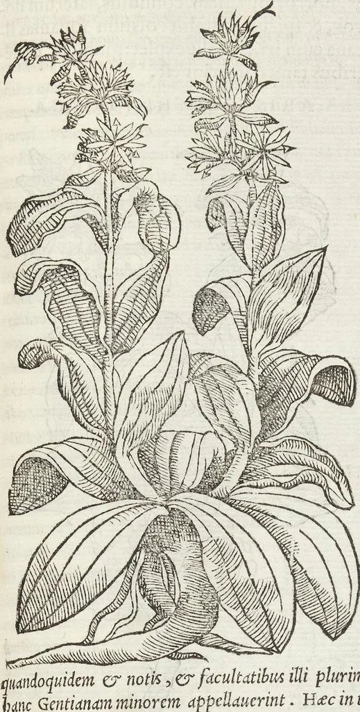 An illustration from Petri Andreae Matthioli Medici Senensis Commentarii, In Libros Sex Pedacii Dioscoridis Anazarbei, De Medica Materia: Adiectis quàm plurimis plantarum & animalium imaginibus, eodem authore, 1554, leaf 365