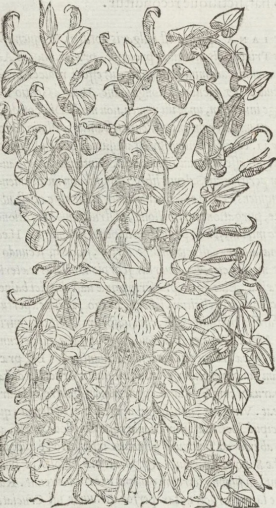 An illustration from Petri Andreae Matthioli Medici Senensis Commentarii, In Libros Sex Pedacii Dioscoridis Anazarbei, De Medica Materia: Adiectis quàm plurimis plantarum & animalium imaginibus, eodem authore, 1554, leaf 366