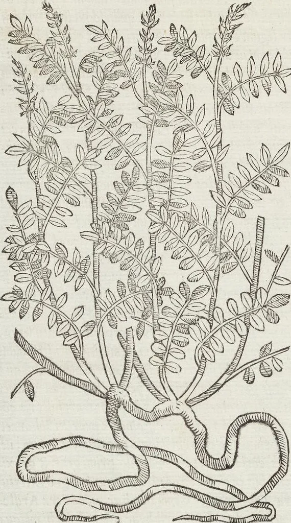 An illustration from Petri Andreae Matthioli Medici Senensis Commentarii, In Libros Sex Pedacii Dioscoridis Anazarbei, De Medica Materia: Adiectis quàm plurimis plantarum & animalium imaginibus, eodem authore, 1554, leaf 368