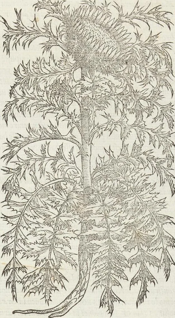 An illustration from Petri Andreae Matthioli Medici Senensis Commentarii, In Libros Sex Pedacii Dioscoridis Anazarbei, De Medica Materia: Adiectis quàm plurimis plantarum & animalium imaginibus, eodem authore, 1554, leaf 371