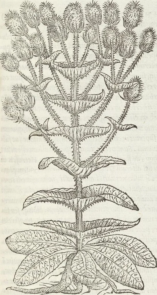 An illustration from Petri Andreae Matthioli Medici Senensis Commentarii, In Libros Sex Pedacii Dioscoridis Anazarbei, De Medica Materia: Adiectis quàm plurimis plantarum & animalium imaginibus, eodem authore, 1554, leaf 373