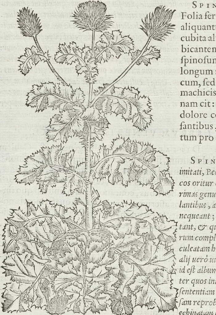 An illustration from Petri Andreae Matthioli Medici Senensis Commentarii, In Libros Sex Pedacii Dioscoridis Anazarbei, De Medica Materia: Adiectis quàm plurimis plantarum & animalium imaginibus, eodem authore, 1554, leaf 374