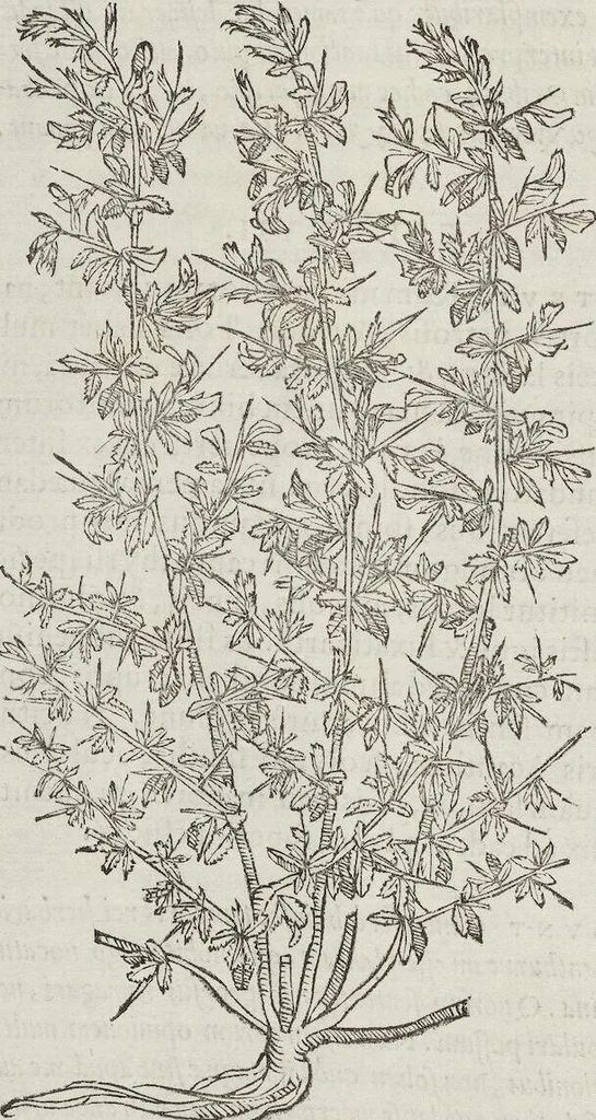 An illustration from Petri Andreae Matthioli Medici Senensis Commentarii, In Libros Sex Pedacii Dioscoridis Anazarbei, De Medica Materia: Adiectis quàm plurimis plantarum & animalium imaginibus, eodem authore, 1554, leaf 378