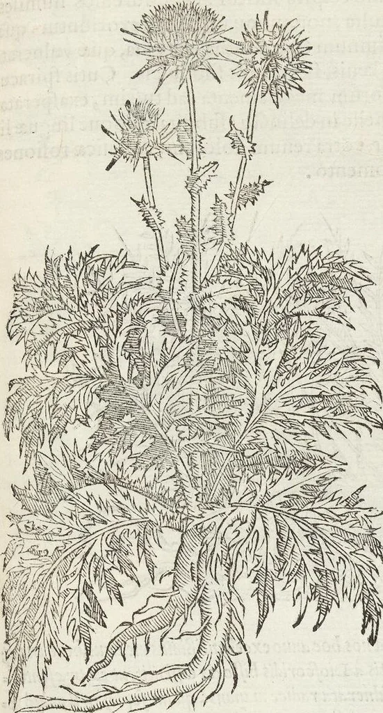 An illustration from Petri Andreae Matthioli Medici Senensis Commentarii, In Libros Sex Pedacii Dioscoridis Anazarbei, De Medica Materia: Adiectis quàm plurimis plantarum & animalium imaginibus, eodem authore, 1554, leaf 379