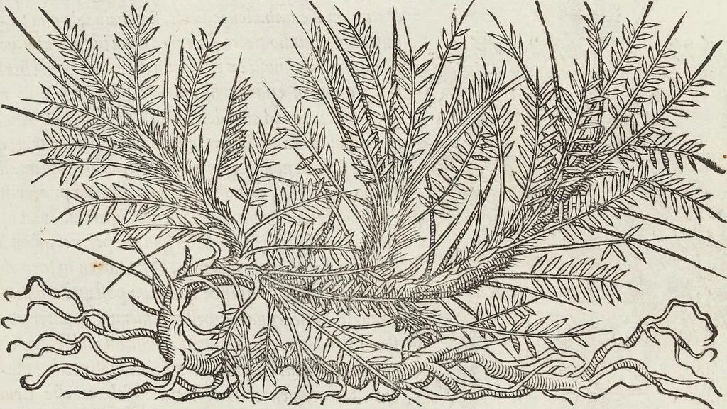 An illustration from Petri Andreae Matthioli Medici Senensis Commentarii, In Libros Sex Pedacii Dioscoridis Anazarbei, De Medica Materia: Adiectis quàm plurimis plantarum & animalium imaginibus, eodem authore, 1554, leaf 380