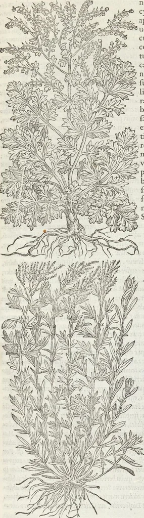 An illustration from Petri Andreae Matthioli Medici Senensis Commentarii, In Libros Sex Pedacii Dioscoridis Anazarbei, De Medica Materia: Adiectis quàm plurimis plantarum & animalium imaginibus, eodem authore, 1554, leaf 383