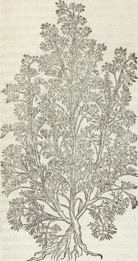 An illustration from Petri Andreae Matthioli Medici Senensis Commentarii, In Libros Sex Pedacii Dioscoridis Anazarbei, De Medica Materia: Adiectis quàm plurimis plantarum & animalium imaginibus, eodem authore, 1554, leaf 385
