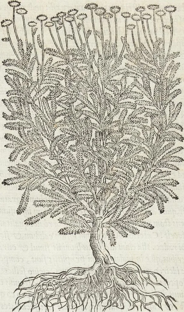 An illustration from Petri Andreae Matthioli Medici Senensis Commentarii, In Libros Sex Pedacii Dioscoridis Anazarbei, De Medica Materia: Adiectis quàm plurimis plantarum & animalium imaginibus, eodem authore, 1554, leaf 385