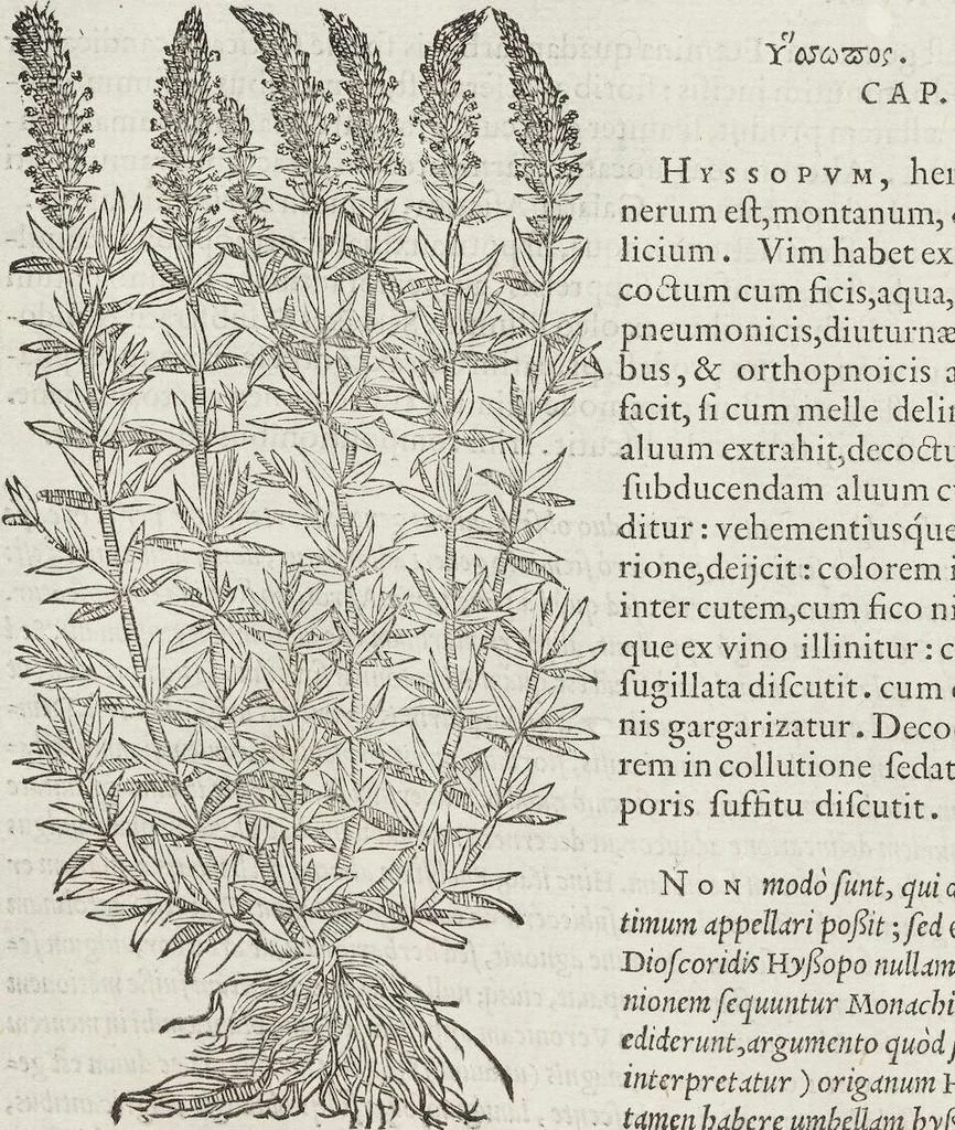 An illustration from Petri Andreae Matthioli Medici Senensis Commentarii, In Libros Sex Pedacii Dioscoridis Anazarbei, De Medica Materia: Adiectis quàm plurimis plantarum & animalium imaginibus, eodem authore, 1554, leaf 386