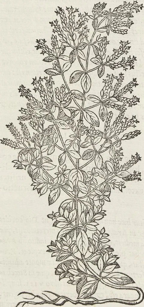 An illustration from Petri Andreae Matthioli Medici Senensis Commentarii, In Libros Sex Pedacii Dioscoridis Anazarbei, De Medica Materia: Adiectis quàm plurimis plantarum & animalium imaginibus, eodem authore, 1554, leaf 388