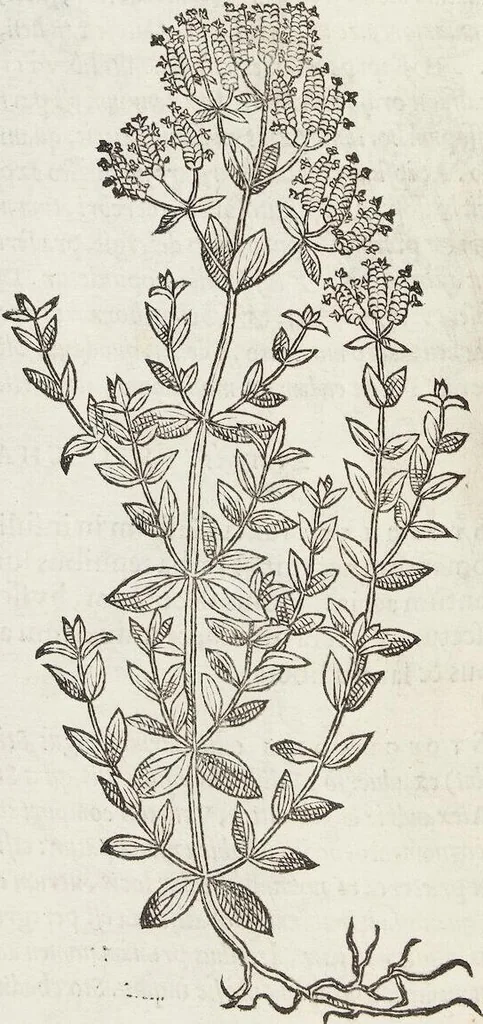 An illustration from Petri Andreae Matthioli Medici Senensis Commentarii, In Libros Sex Pedacii Dioscoridis Anazarbei, De Medica Materia: Adiectis quàm plurimis plantarum & animalium imaginibus, eodem authore, 1554, leaf 388