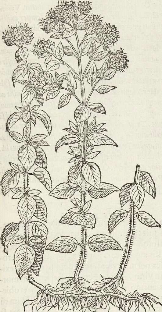 An illustration from Petri Andreae Matthioli Medici Senensis Commentarii, In Libros Sex Pedacii Dioscoridis Anazarbei, De Medica Materia: Adiectis quàm plurimis plantarum & animalium imaginibus, eodem authore, 1554, leaf 389