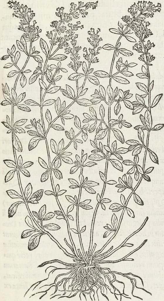 An illustration from Petri Andreae Matthioli Medici Senensis Commentarii, In Libros Sex Pedacii Dioscoridis Anazarbei, De Medica Materia: Adiectis quàm plurimis plantarum & animalium imaginibus, eodem authore, 1554, leaf 389
