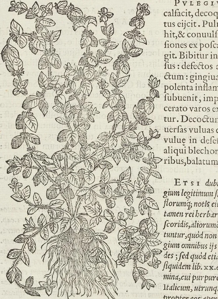 An illustration from Petri Andreae Matthioli Medici Senensis Commentarii, In Libros Sex Pedacii Dioscoridis Anazarbei, De Medica Materia: Adiectis quàm plurimis plantarum & animalium imaginibus, eodem authore, 1554, leaf 390