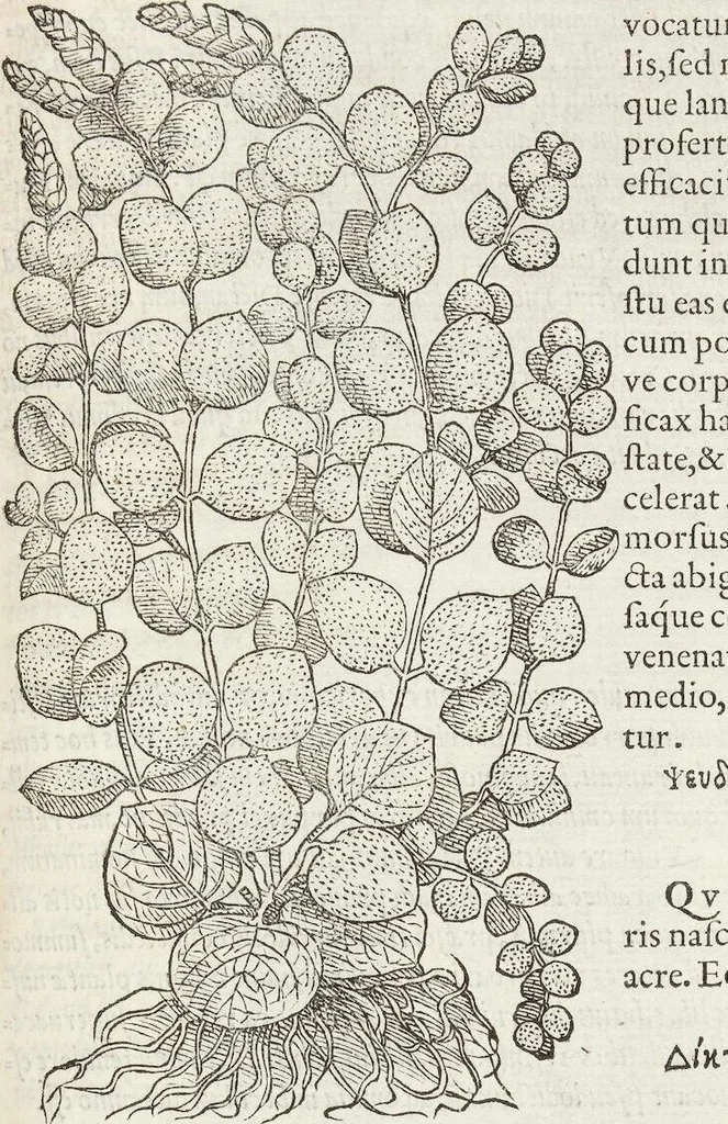 An illustration from Petri Andreae Matthioli Medici Senensis Commentarii, In Libros Sex Pedacii Dioscoridis Anazarbei, De Medica Materia: Adiectis quàm plurimis plantarum & animalium imaginibus, eodem authore, 1554, leaf 391