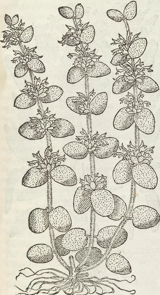 An illustration from Petri Andreae Matthioli Medici Senensis Commentarii, In Libros Sex Pedacii Dioscoridis Anazarbei, De Medica Materia: Adiectis quàm plurimis plantarum & animalium imaginibus, eodem authore, 1554, leaf 391