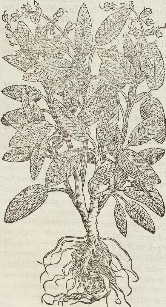 An illustration from Petri Andreae Matthioli Medici Senensis Commentarii, In Libros Sex Pedacii Dioscoridis Anazarbei, De Medica Materia: Adiectis quàm plurimis plantarum & animalium imaginibus, eodem authore, 1554, leaf 392