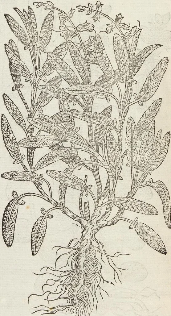 An illustration from Petri Andreae Matthioli Medici Senensis Commentarii, In Libros Sex Pedacii Dioscoridis Anazarbei, De Medica Materia: Adiectis quàm plurimis plantarum & animalium imaginibus, eodem authore, 1554, leaf 392