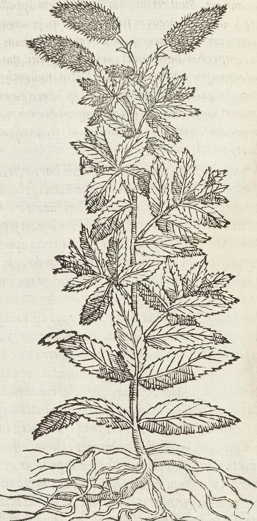 An illustration from Petri Andreae Matthioli Medici Senensis Commentarii, In Libros Sex Pedacii Dioscoridis Anazarbei, De Medica Materia: Adiectis quàm plurimis plantarum & animalium imaginibus, eodem authore, 1554, leaf 394