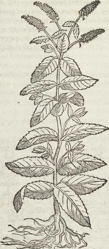 An illustration from Petri Andreae Matthioli Medici Senensis Commentarii, In Libros Sex Pedacii Dioscoridis Anazarbei, De Medica Materia: Adiectis quàm plurimis plantarum & animalium imaginibus, eodem authore, 1554, leaf 394
