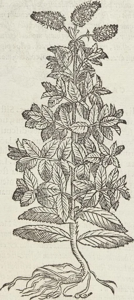 An illustration from Petri Andreae Matthioli Medici Senensis Commentarii, In Libros Sex Pedacii Dioscoridis Anazarbei, De Medica Materia: Adiectis quàm plurimis plantarum & animalium imaginibus, eodem authore, 1554, leaf 394