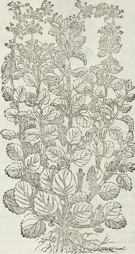 An illustration from Petri Andreae Matthioli Medici Senensis Commentarii, In Libros Sex Pedacii Dioscoridis Anazarbei, De Medica Materia: Adiectis quàm plurimis plantarum & animalium imaginibus, eodem authore, 1554, leaf 395
