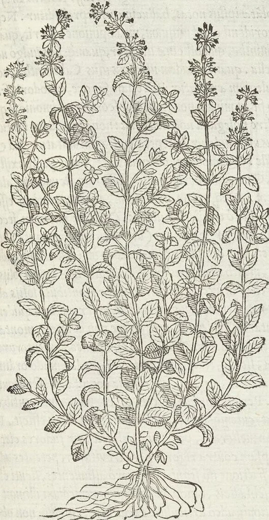 An illustration from Petri Andreae Matthioli Medici Senensis Commentarii, In Libros Sex Pedacii Dioscoridis Anazarbei, De Medica Materia: Adiectis quàm plurimis plantarum & animalium imaginibus, eodem authore, 1554, leaf 395