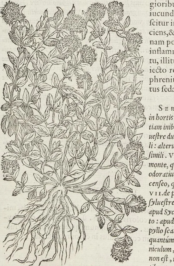 An illustration from Petri Andreae Matthioli Medici Senensis Commentarii, In Libros Sex Pedacii Dioscoridis Anazarbei, De Medica Materia: Adiectis quàm plurimis plantarum & animalium imaginibus, eodem authore, 1554, leaf 398
