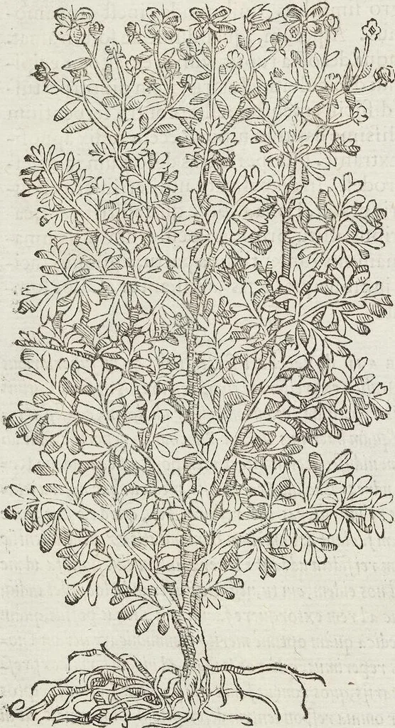 An illustration from Petri Andreae Matthioli Medici Senensis Commentarii, In Libros Sex Pedacii Dioscoridis Anazarbei, De Medica Materia: Adiectis quàm plurimis plantarum & animalium imaginibus, eodem authore, 1554, leaf 402