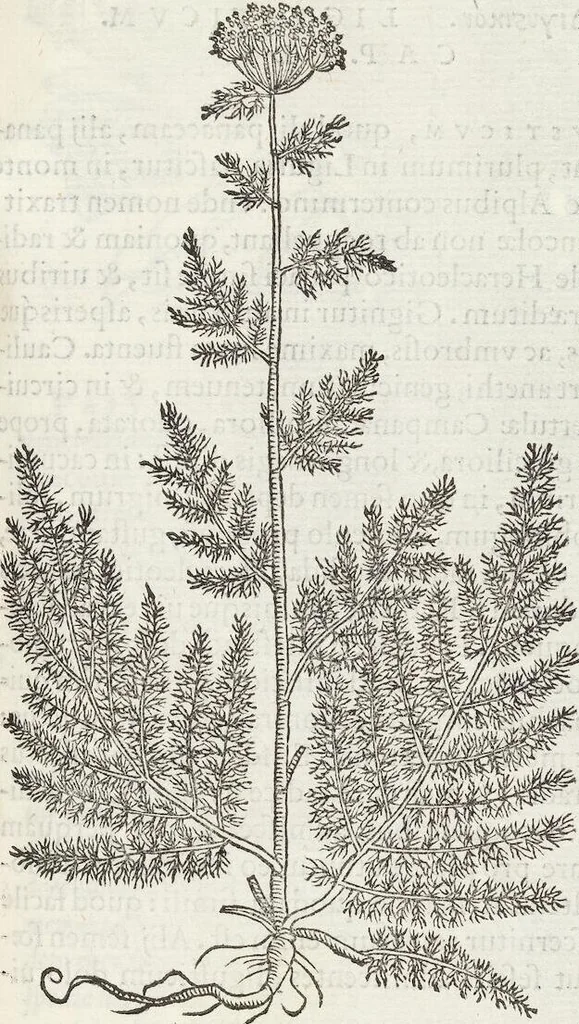 An illustration from Petri Andreae Matthioli Medici Senensis Commentarii, In Libros Sex Pedacii Dioscoridis Anazarbei, De Medica Materia: Adiectis quàm plurimis plantarum & animalium imaginibus, eodem authore, 1554, leaf 405