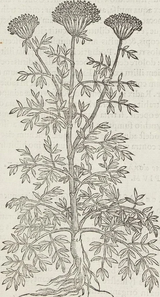 An illustration from Petri Andreae Matthioli Medici Senensis Commentarii, In Libros Sex Pedacii Dioscoridis Anazarbei, De Medica Materia: Adiectis quàm plurimis plantarum & animalium imaginibus, eodem authore, 1554, leaf 406