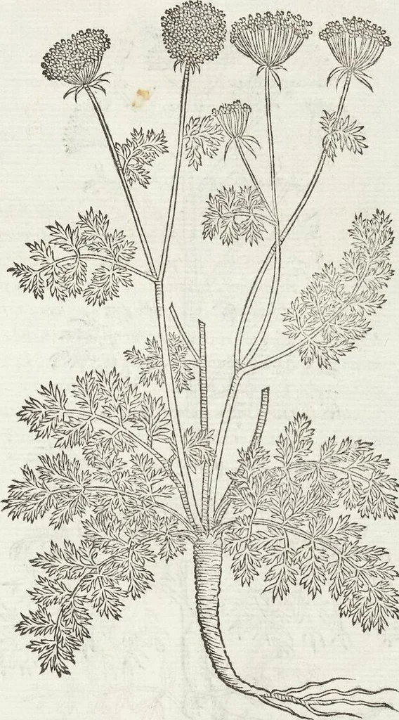 An illustration from Petri Andreae Matthioli Medici Senensis Commentarii, In Libros Sex Pedacii Dioscoridis Anazarbei, De Medica Materia: Adiectis quàm plurimis plantarum & animalium imaginibus, eodem authore, 1554, leaf 407