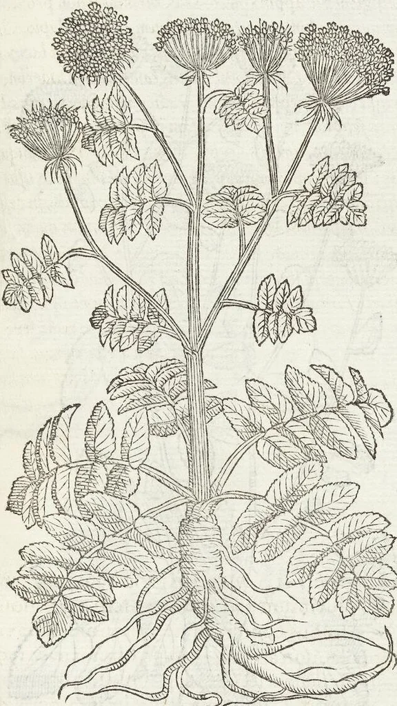 An illustration from Petri Andreae Matthioli Medici Senensis Commentarii, In Libros Sex Pedacii Dioscoridis Anazarbei, De Medica Materia: Adiectis quàm plurimis plantarum & animalium imaginibus, eodem authore, 1554, leaf 407