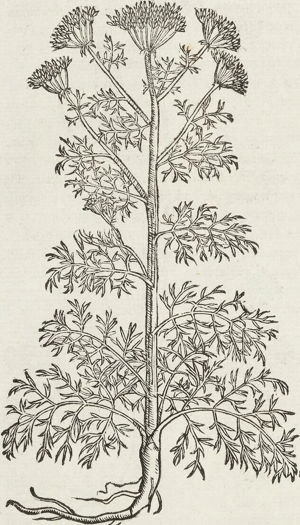 An illustration from Petri Andreae Matthioli Medici Senensis Commentarii, In Libros Sex Pedacii Dioscoridis Anazarbei, De Medica Materia: Adiectis quàm plurimis plantarum & animalium imaginibus, eodem authore, 1554, leaf 408