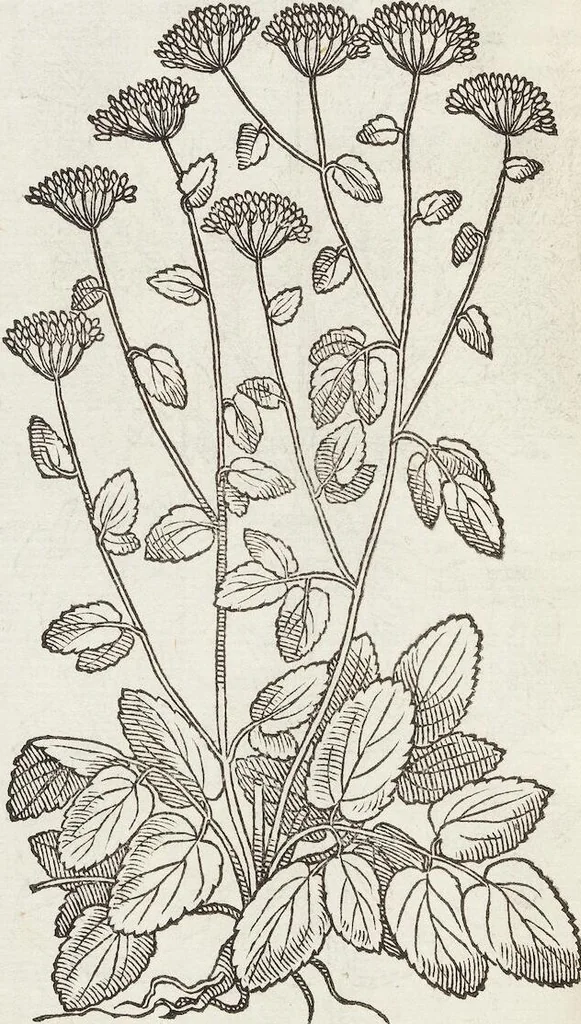 An illustration from Petri Andreae Matthioli Medici Senensis Commentarii, In Libros Sex Pedacii Dioscoridis Anazarbei, De Medica Materia: Adiectis quàm plurimis plantarum & animalium imaginibus, eodem authore, 1554, leaf 408