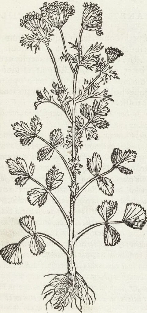 An illustration from Petri Andreae Matthioli Medici Senensis Commentarii, In Libros Sex Pedacii Dioscoridis Anazarbei, De Medica Materia: Adiectis quàm plurimis plantarum & animalium imaginibus, eodem authore, 1554, leaf 409
