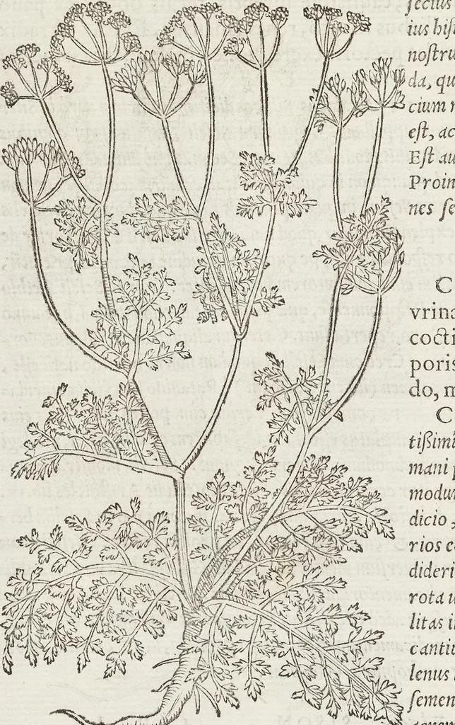 An illustration from Petri Andreae Matthioli Medici Senensis Commentarii, In Libros Sex Pedacii Dioscoridis Anazarbei, De Medica Materia: Adiectis quàm plurimis plantarum & animalium imaginibus, eodem authore, 1554, leaf 410