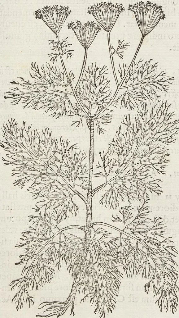 An illustration from Petri Andreae Matthioli Medici Senensis Commentarii, In Libros Sex Pedacii Dioscoridis Anazarbei, De Medica Materia: Adiectis quàm plurimis plantarum & animalium imaginibus, eodem authore, 1554, leaf 410