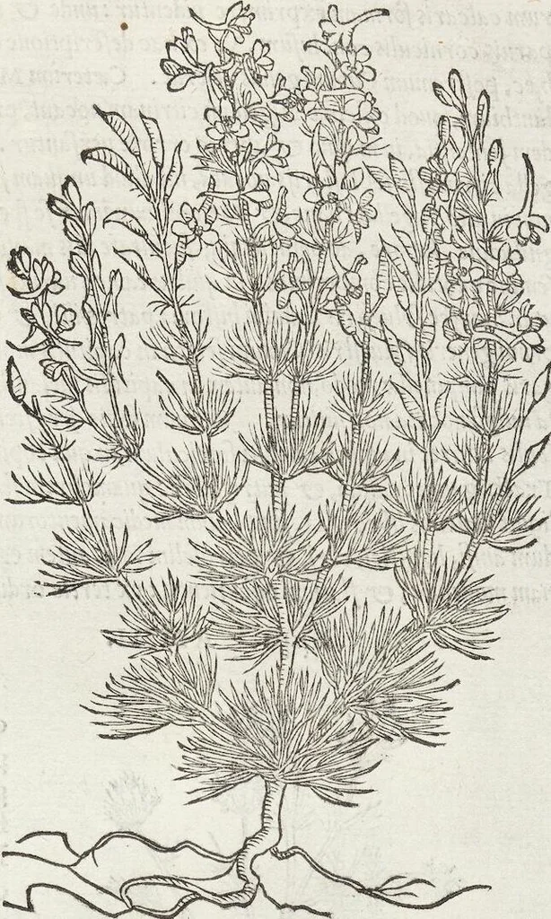 An illustration from Petri Andreae Matthioli Medici Senensis Commentarii, In Libros Sex Pedacii Dioscoridis Anazarbei, De Medica Materia: Adiectis quàm plurimis plantarum & animalium imaginibus, eodem authore, 1554, leaf 411