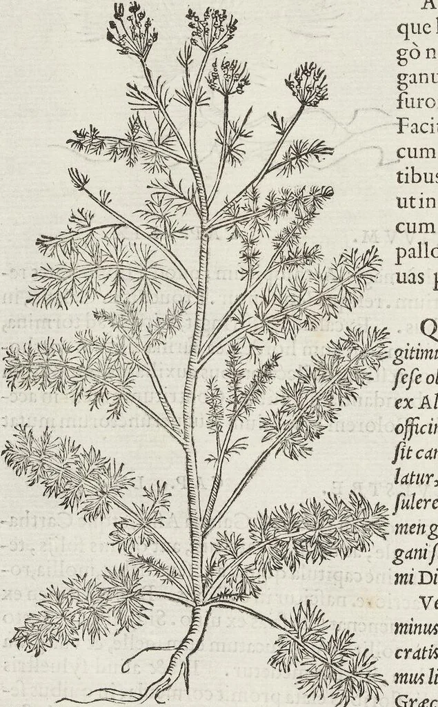 An illustration from Petri Andreae Matthioli Medici Senensis Commentarii, In Libros Sex Pedacii Dioscoridis Anazarbei, De Medica Materia: Adiectis quàm plurimis plantarum & animalium imaginibus, eodem authore, 1554, leaf 412