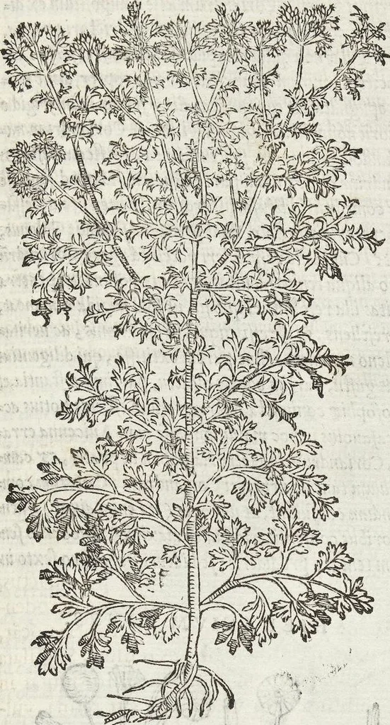 An illustration from Petri Andreae Matthioli Medici Senensis Commentarii, In Libros Sex Pedacii Dioscoridis Anazarbei, De Medica Materia: Adiectis quàm plurimis plantarum & animalium imaginibus, eodem authore, 1554, leaf 413