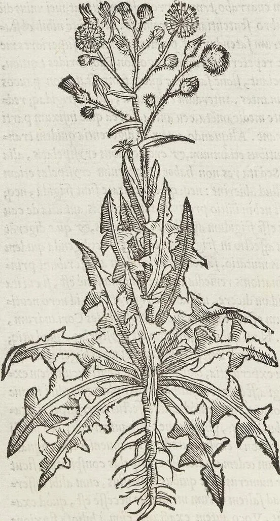 An illustration from Petri Andreae Matthioli Medici Senensis Commentarii, In Libros Sex Pedacii Dioscoridis Anazarbei, De Medica Materia: Adiectis quàm plurimis plantarum & animalium imaginibus, eodem authore, 1554, leaf 414