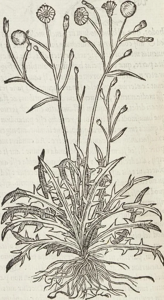 An illustration from Petri Andreae Matthioli Medici Senensis Commentarii, In Libros Sex Pedacii Dioscoridis Anazarbei, De Medica Materia: Adiectis quàm plurimis plantarum & animalium imaginibus, eodem authore, 1554, leaf 414
